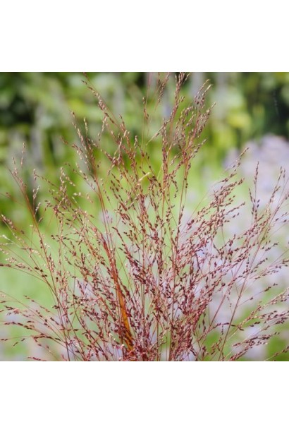 Куст проса Скво с изящными соцветиями